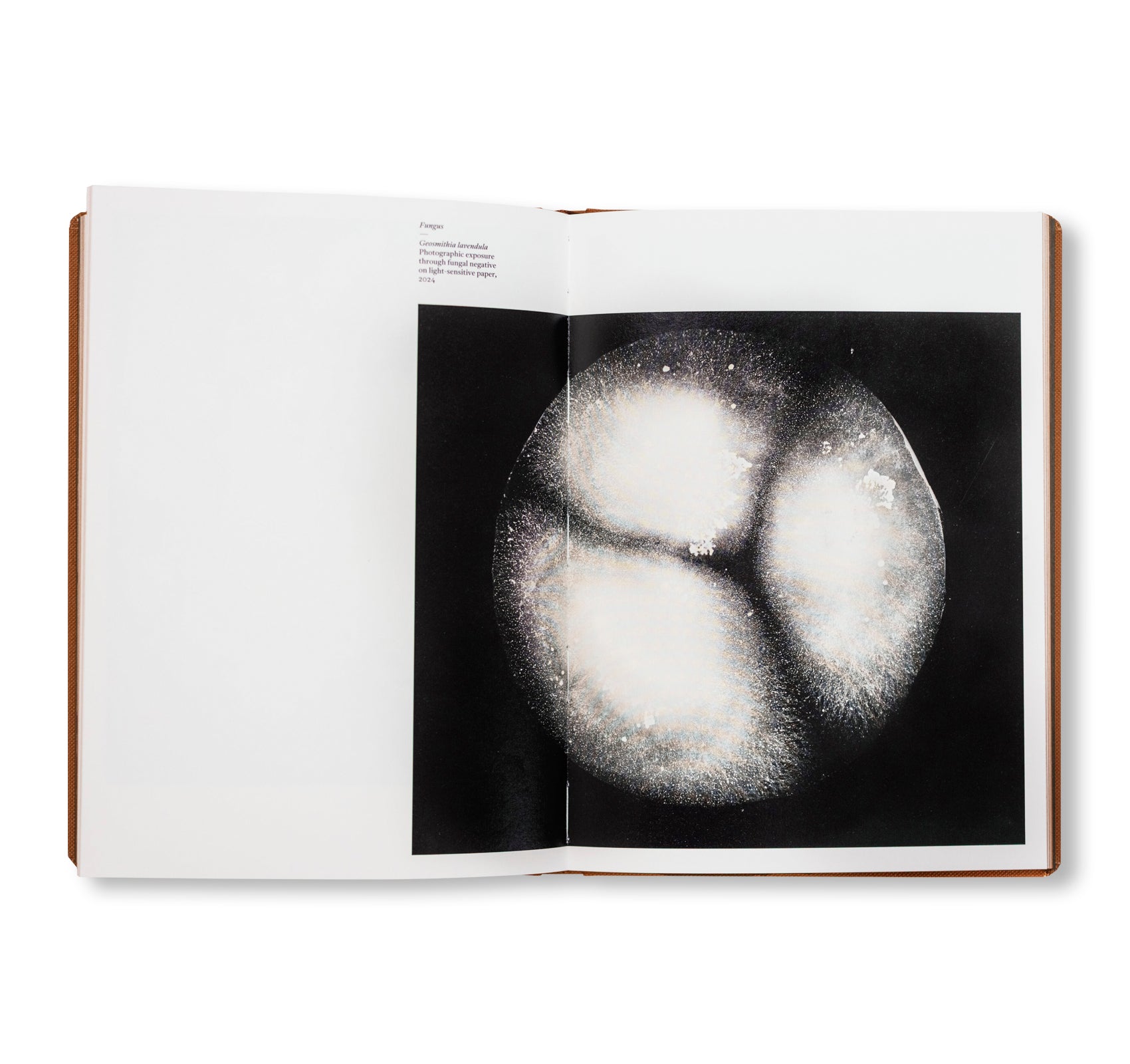 FUNGI by Nicolai Howalt