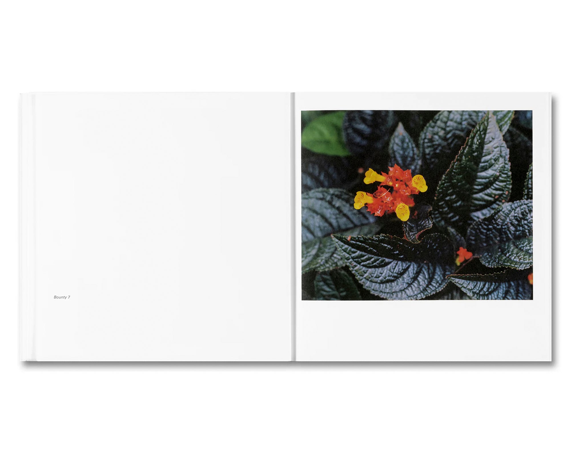 BOUNTY by Steve McQueen