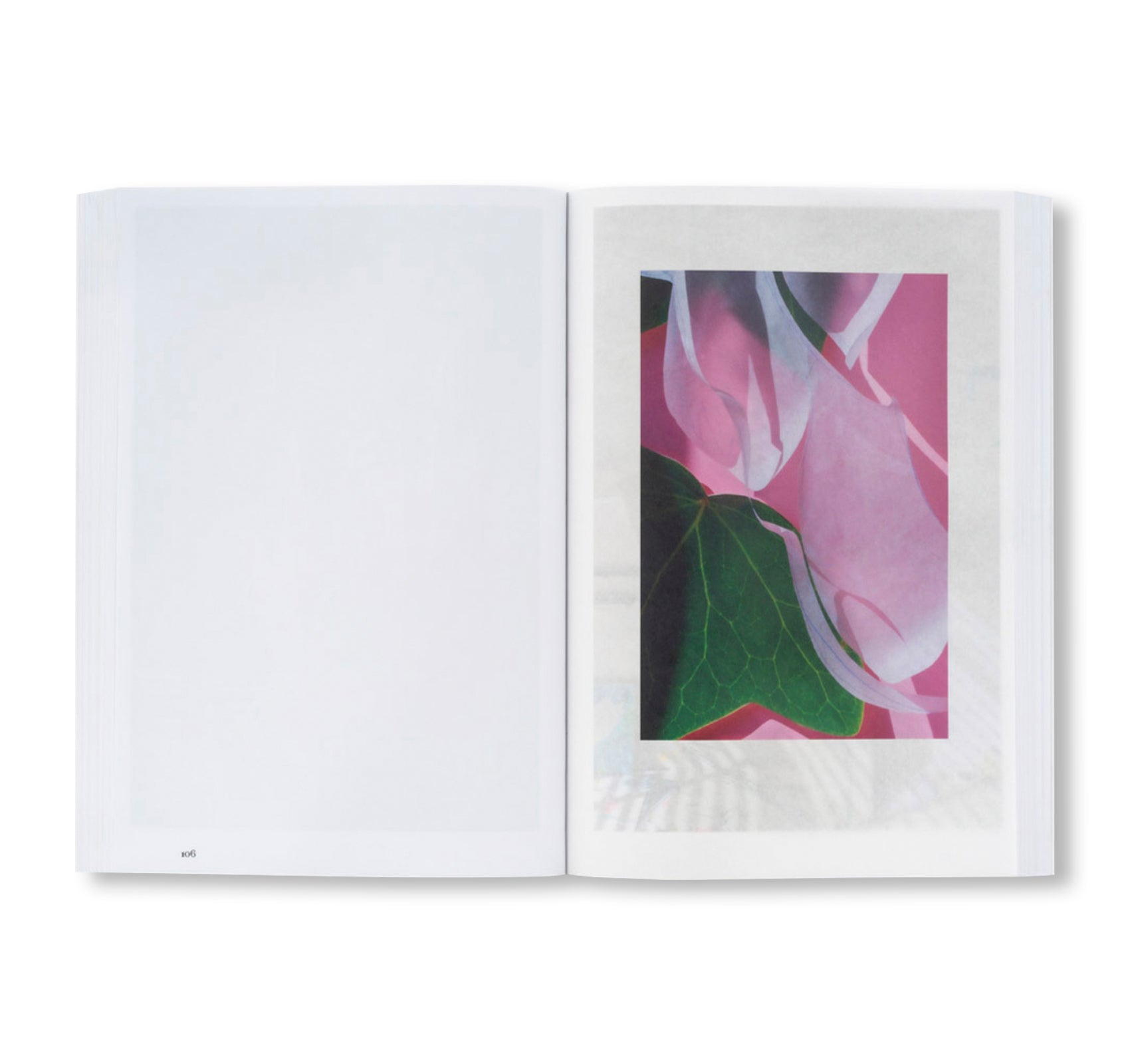 LILIES by David Gilbert