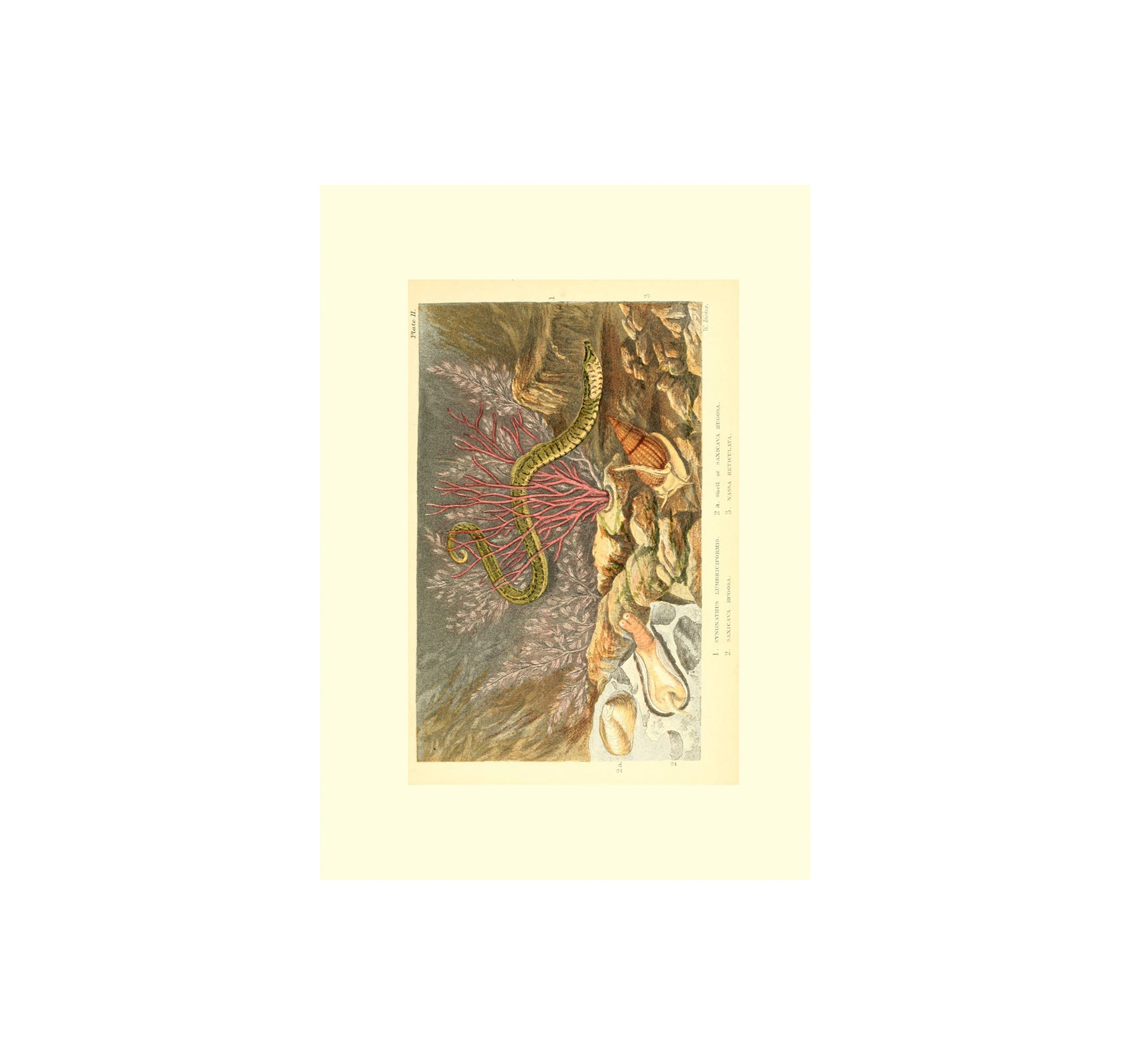 THESAURUS OF CHILD ECOLOGY