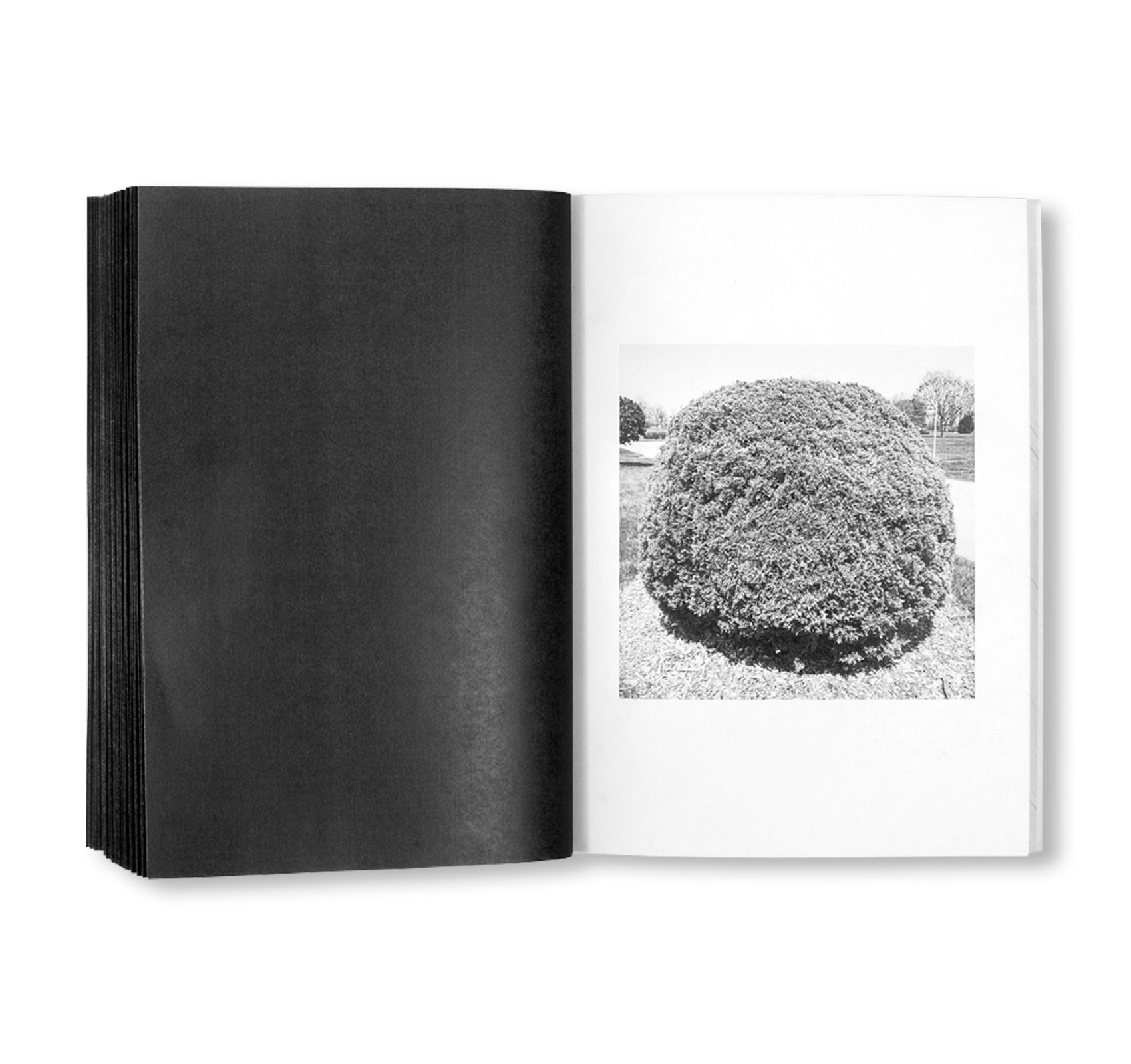 SHRUBS OF DEATH by Mike Slack [ENGLISH COVER / SIGNED]