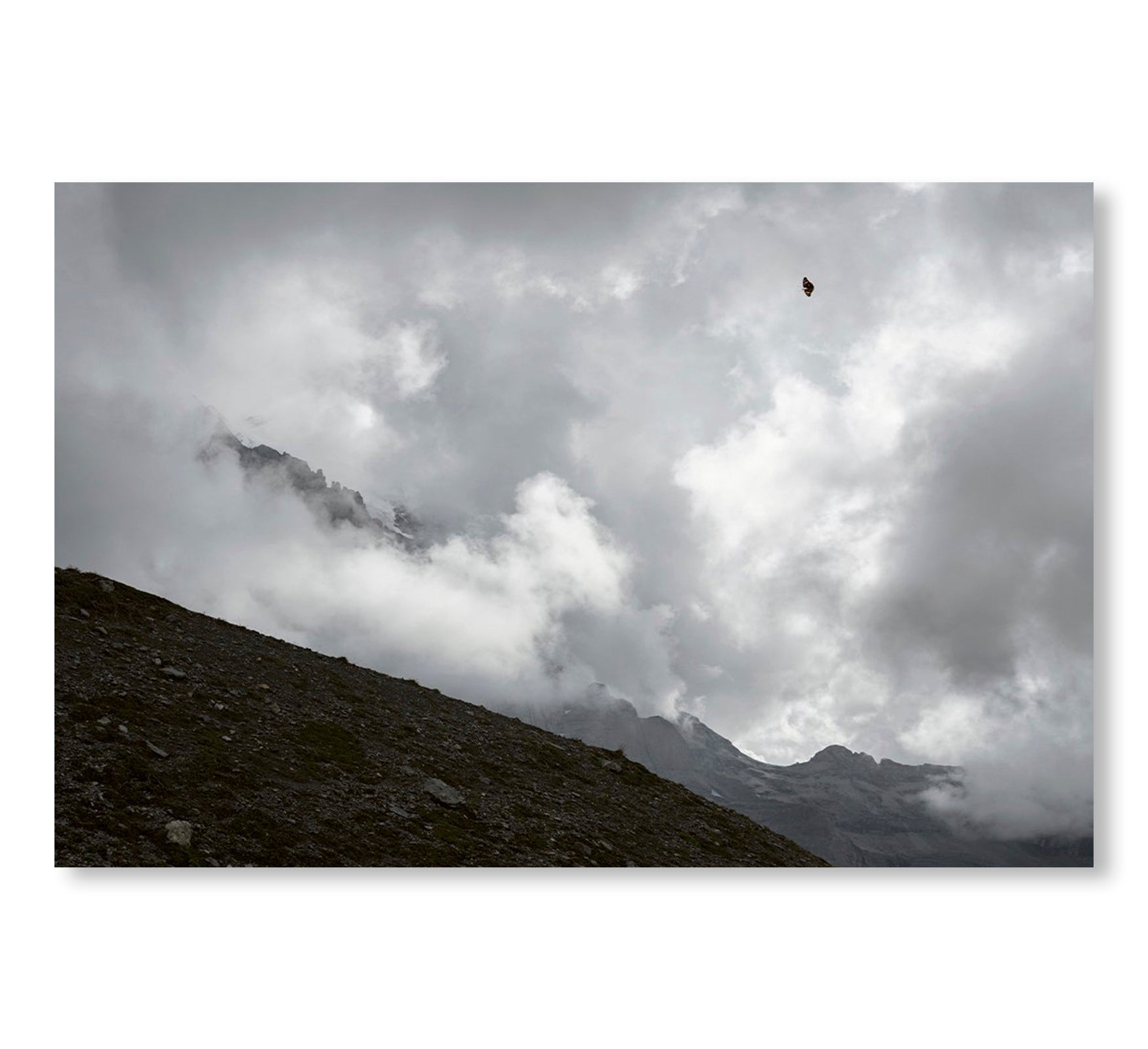 CONSTANT BLOOM by Lucas Foglia