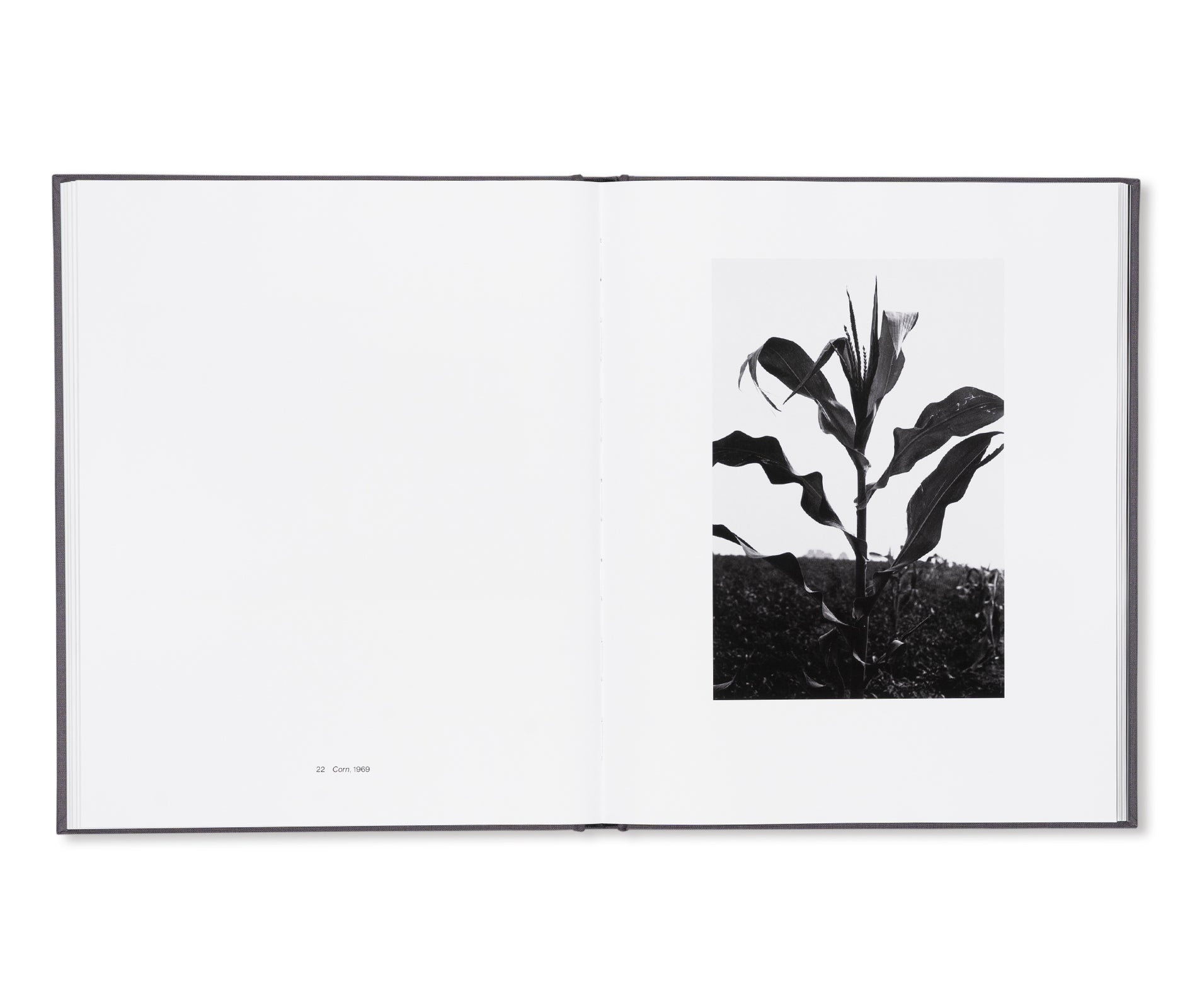 SHAPE, GROUND, SHADOW: THE PHOTOGRAPHS OF ELLSWORTH KELLY by Ellsworth Kelly