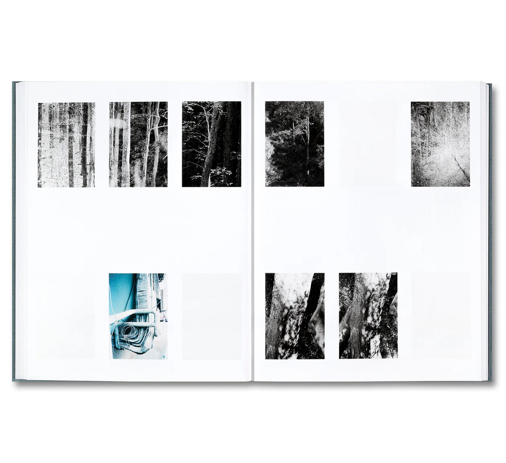 DISTRIBUTION by Daniel Shea