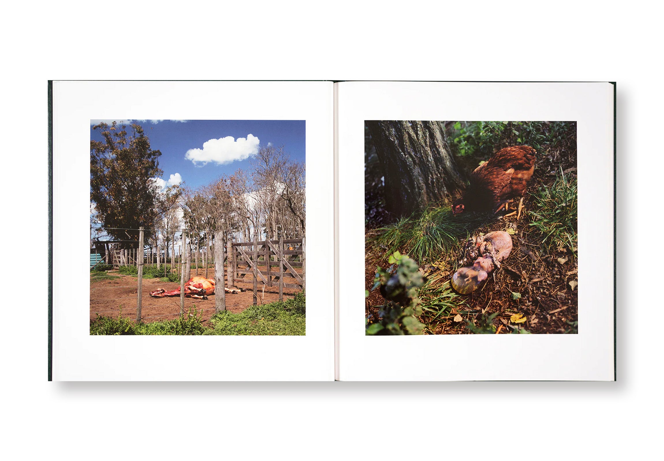 ON THE SIXTH DAY by Alessandra Sanguinetti