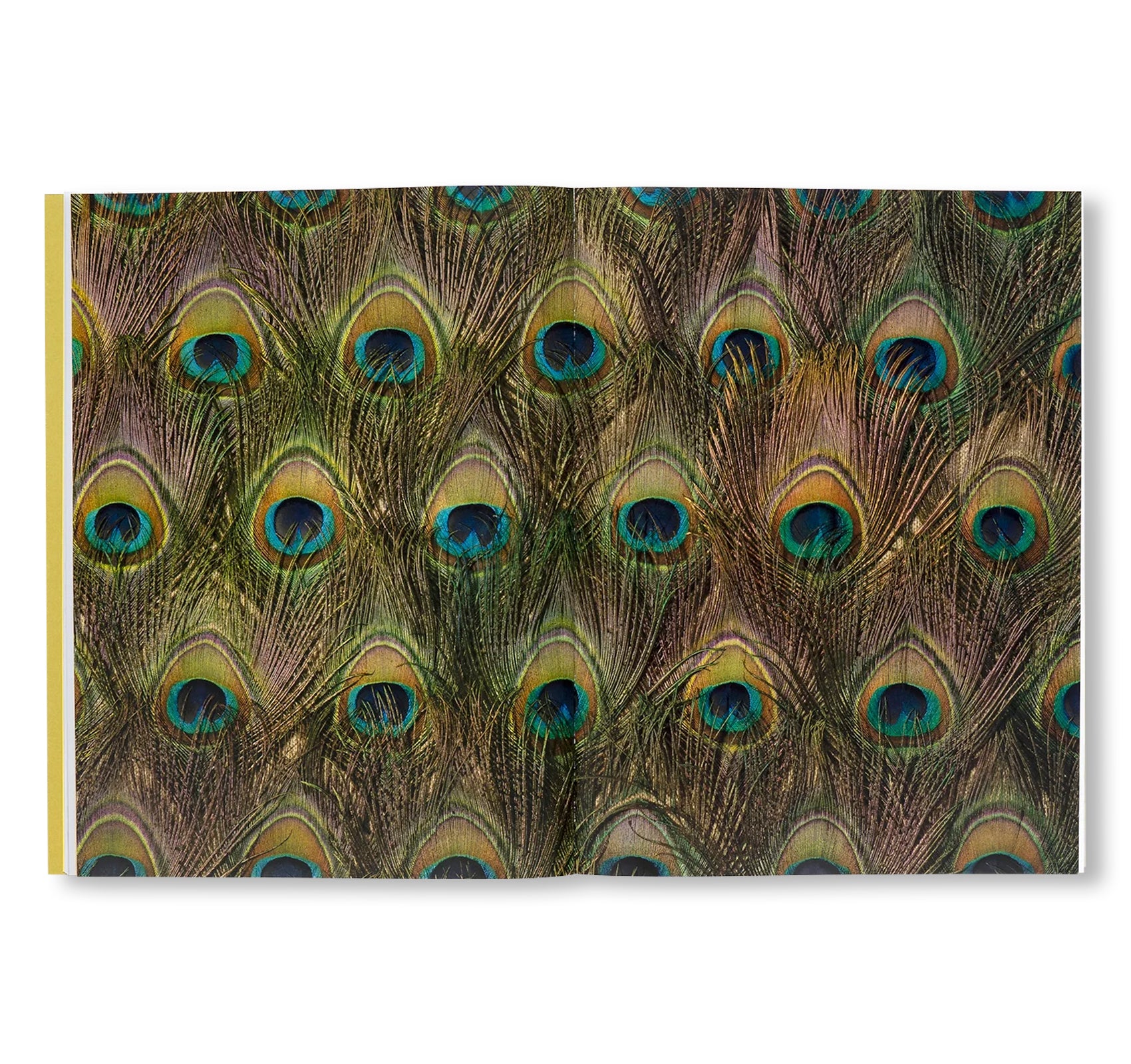 CAROL BOVE by Carol Bove (GUGGENHEIM MUSEUM)