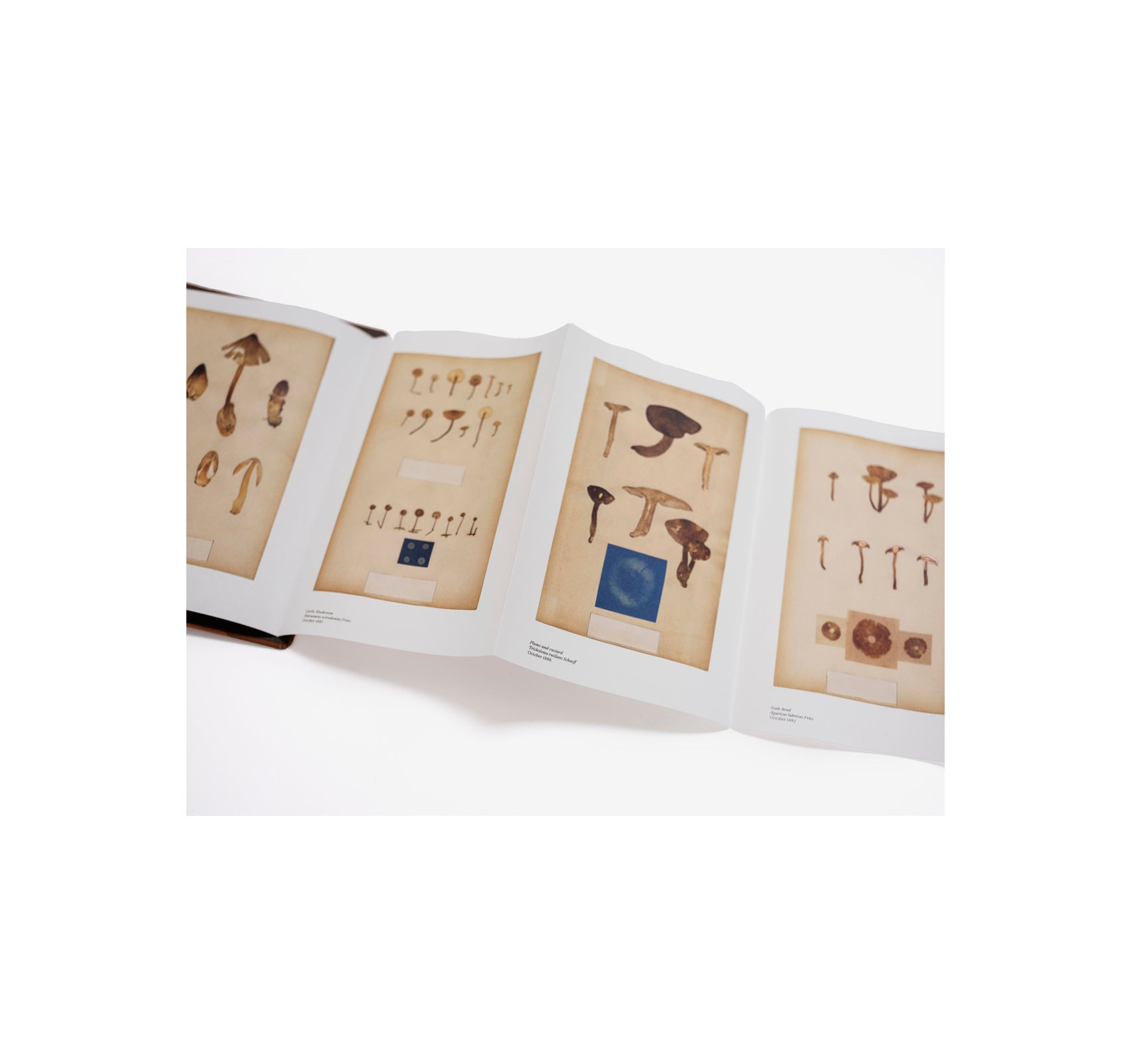 FUNGI by Nicolai Howalt