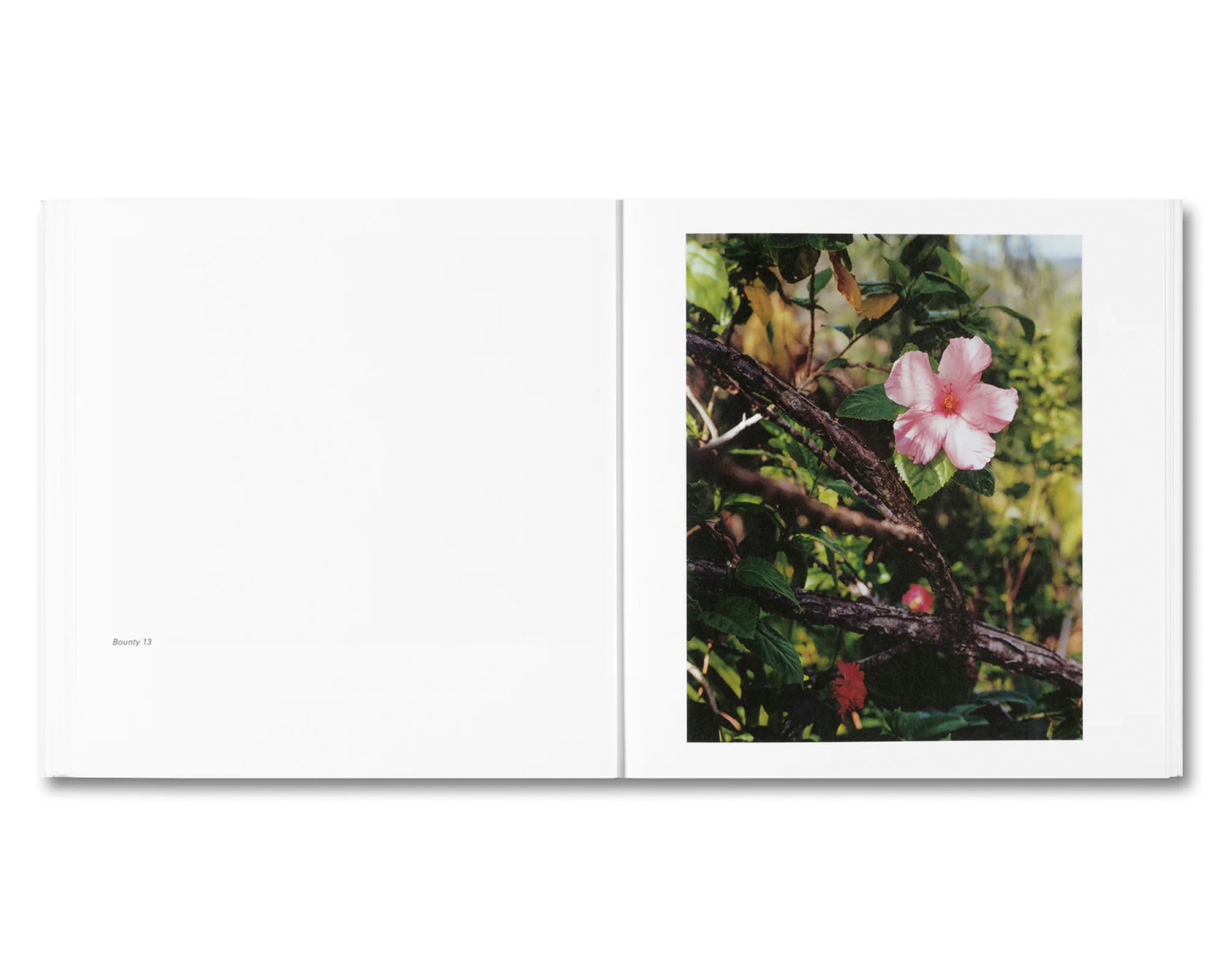 BOUNTY by Steve McQueen