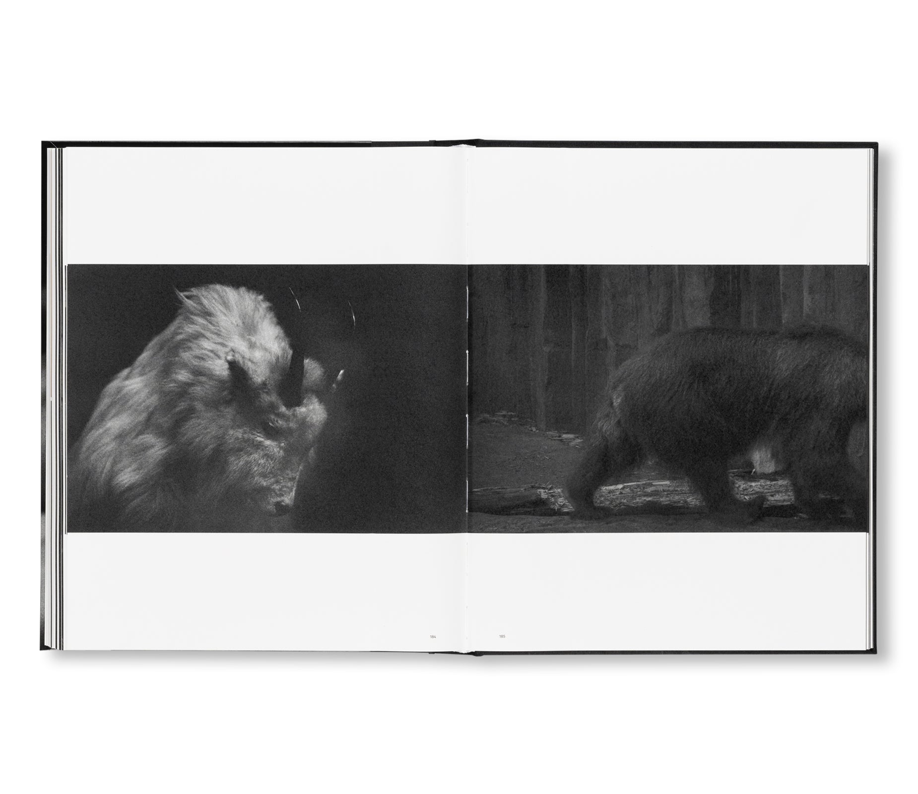 SAKIKO NOMURA: TENDER IS THE NIGHT by Sakiko Nomura