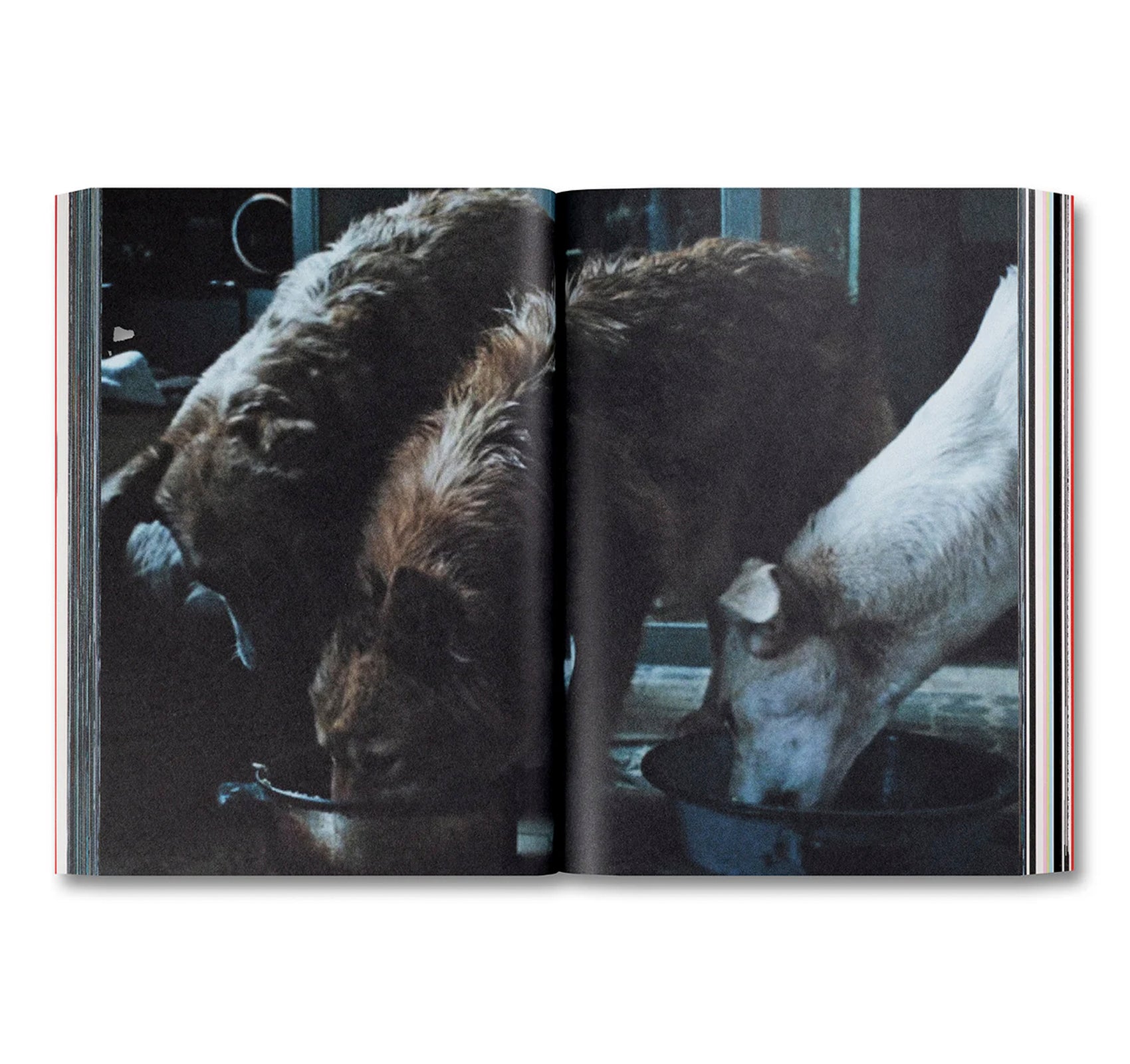 AMORES PERROS by Alejandro G. Iñárritu