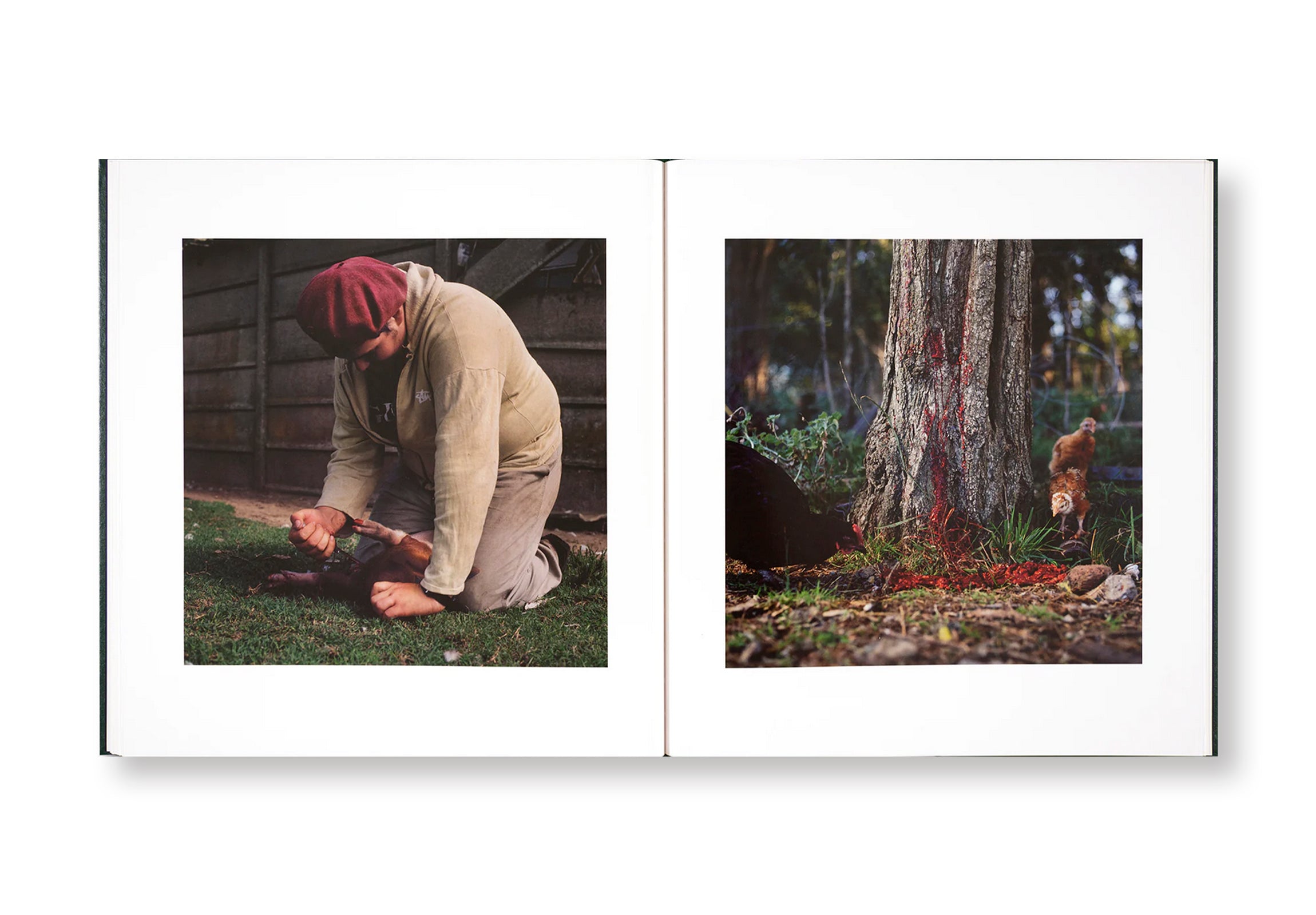 ON THE SIXTH DAY by Alessandra Sanguinetti  [SIGNED]