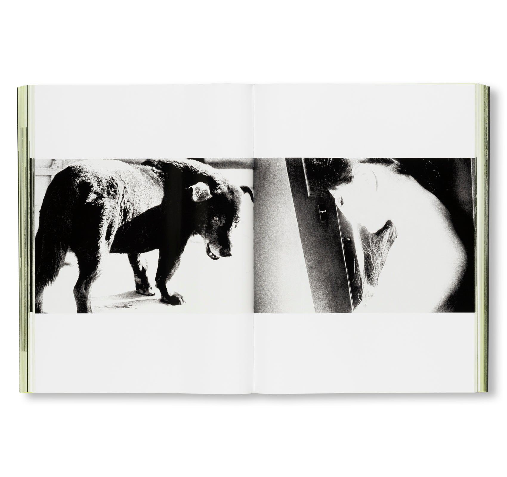 MORIYAMA: QUARTET by Daido Moriyama