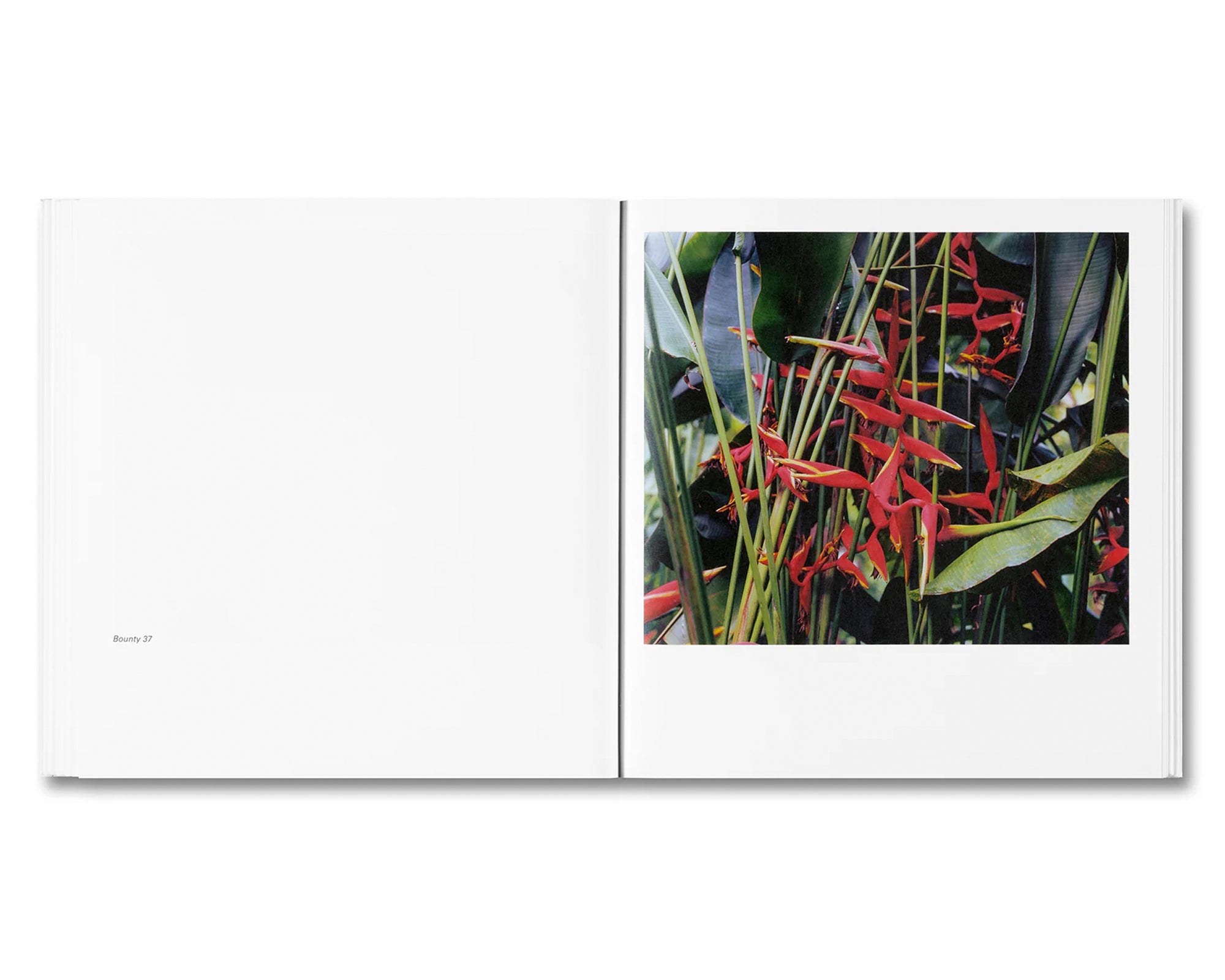 BOUNTY by Steve McQueen