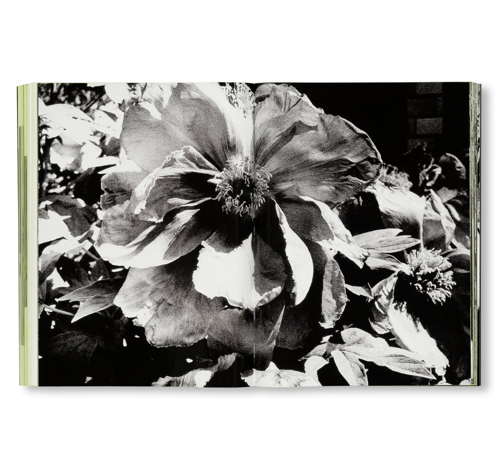 MORIYAMA: QUARTET by Daido Moriyama