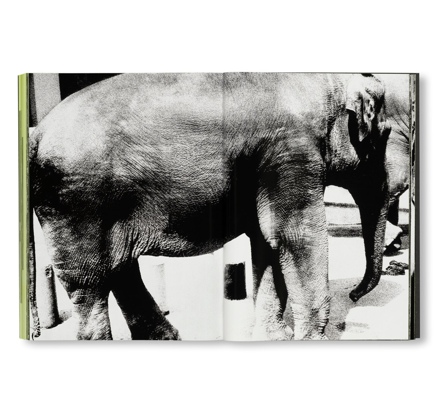 MORIYAMA: QUARTET by Daido Moriyama