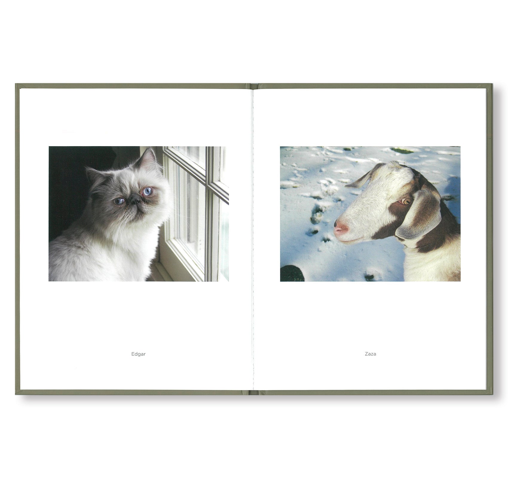 ONE PICTURE BOOK #73: PET PICTURES by Stephen Shore