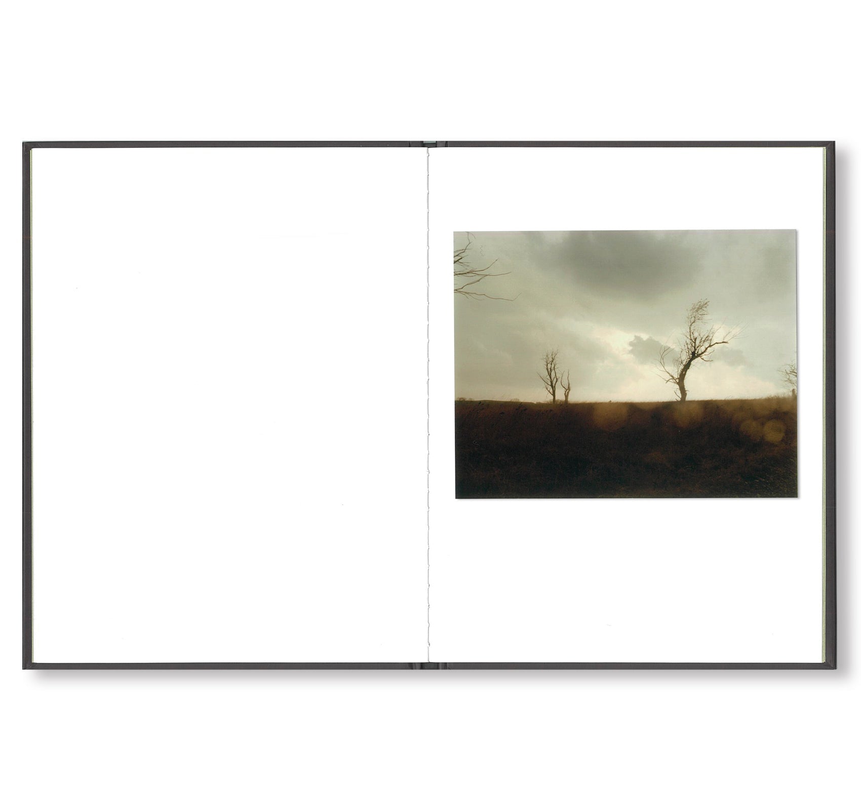 ONE PICTURE BOOK #59: CRACKED TREE by Todd Hido
