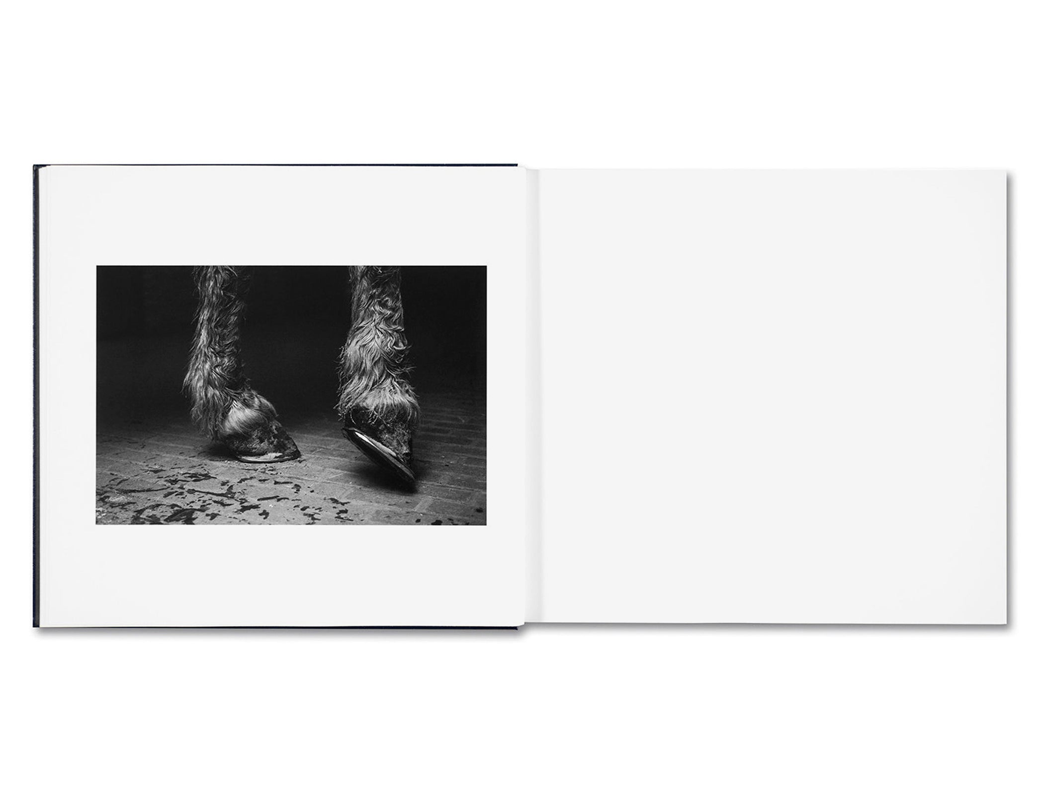 SOME SAY ICE by Alessandra Sanguinetti [SIGNED SLIP]