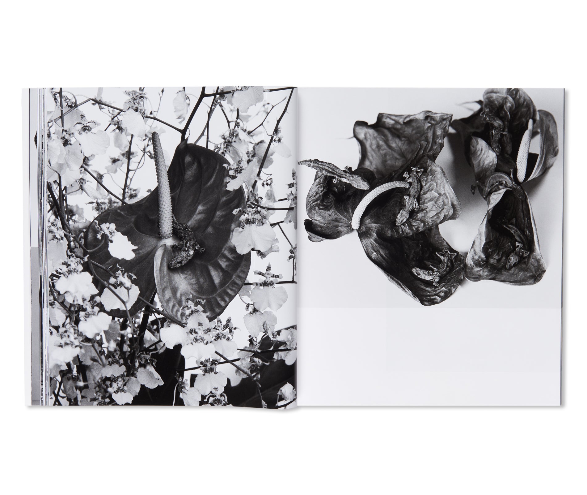 愛ノ花 / AI NO HANA by Nobuyoshi Araki