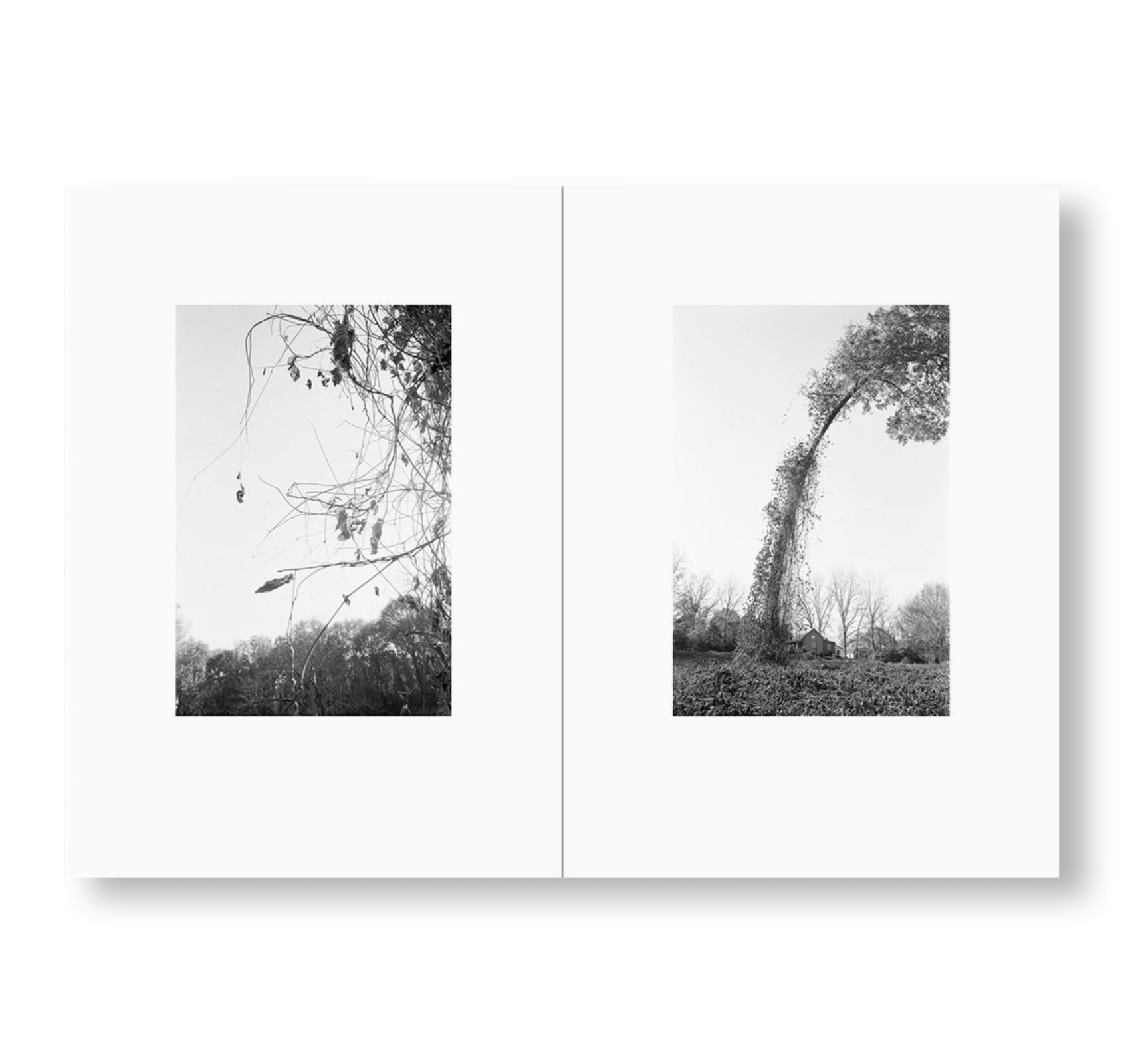 ONE PICTURE BOOK TWO #32: BENT TREE by Mark Steinmetz [SPECIAL EDITION]