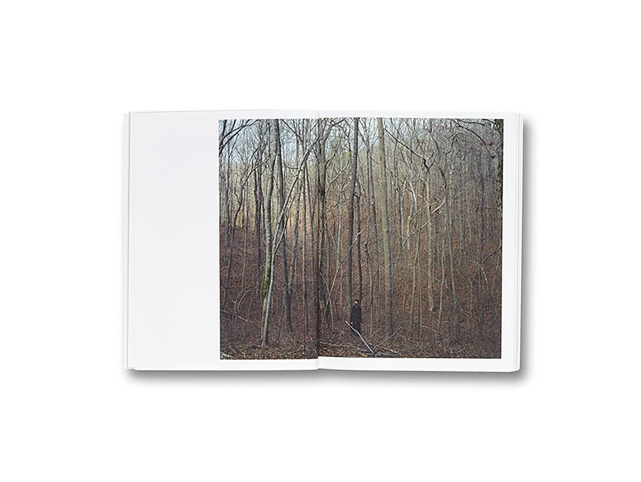 GATHERED LEAVES by Alec Soth